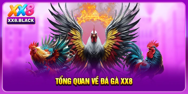 Tổng quan về đá gà XX8